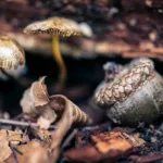 Acorns lying on the ground between fallen leaves