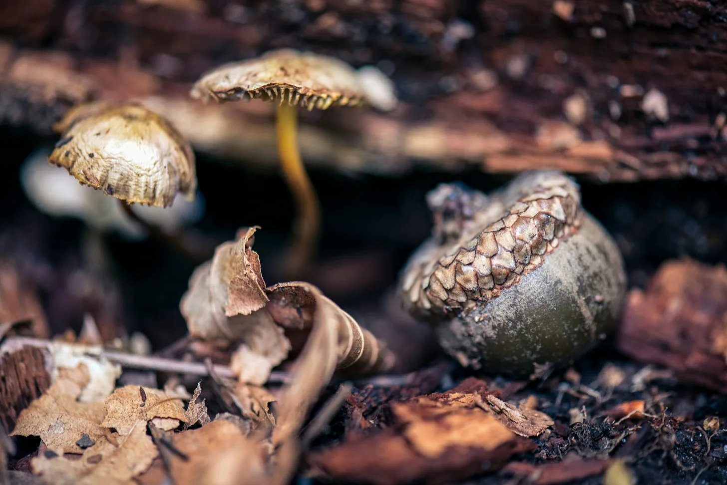 Acorns lying on the ground between fallen leaves
