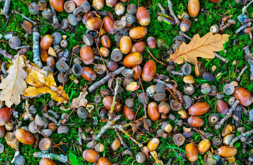 Many acorns lying in the grass