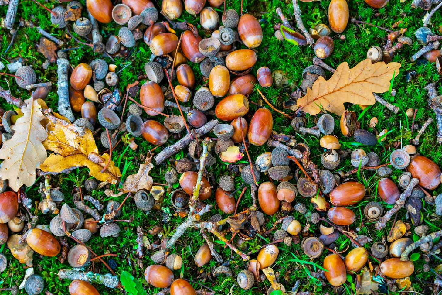 Many acorns lying in the grass