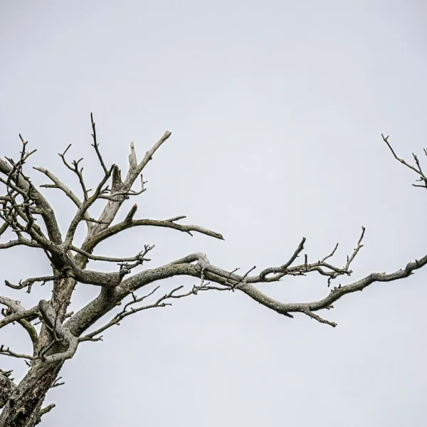 A crow sitting on a branch of a leaf-less tree, with a grey sky behind it
