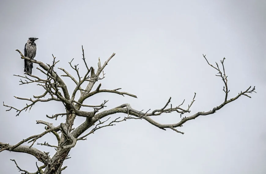 A crow sitting on a branch of a leaf-less tree, with a grey sky behind it