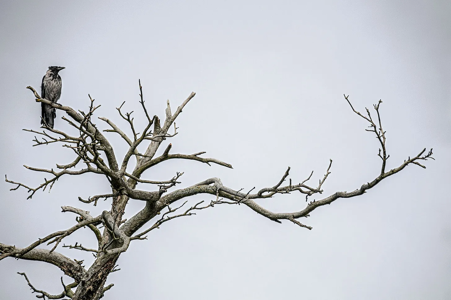 A crow sitting on a branch of a leaf-less tree, with a grey sky behind it