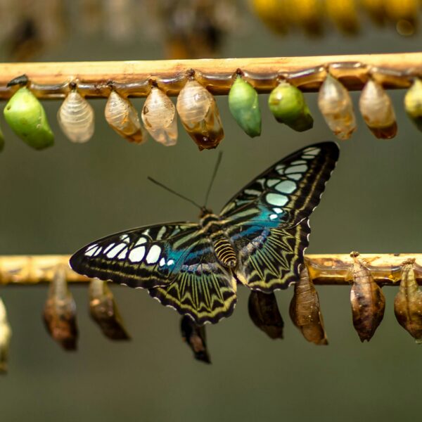 A butterfly sitting on a stick, with other sticks above and behind, all of them having many cocoons hanging down from them, closely together