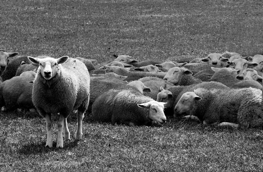 A flock of sheep; one standing, looking at the photographer, the others behind it lying down, sleeping
