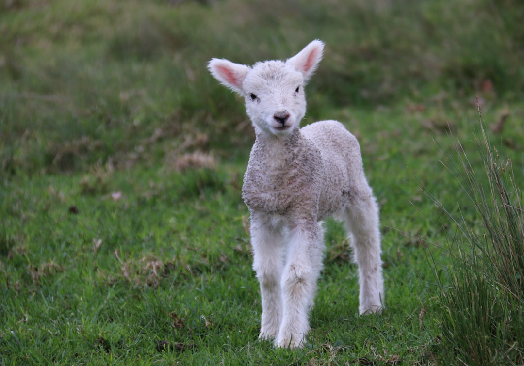 A lamb on the grass, looking at the photographer